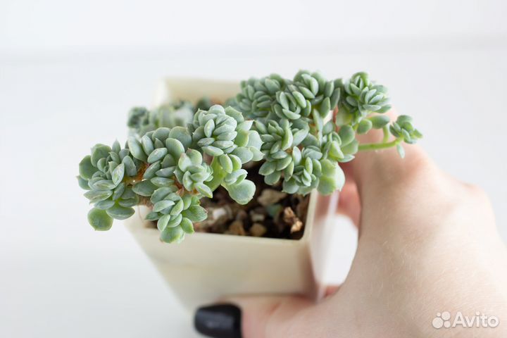 Суккуленты ч.2 Эхеверии и др