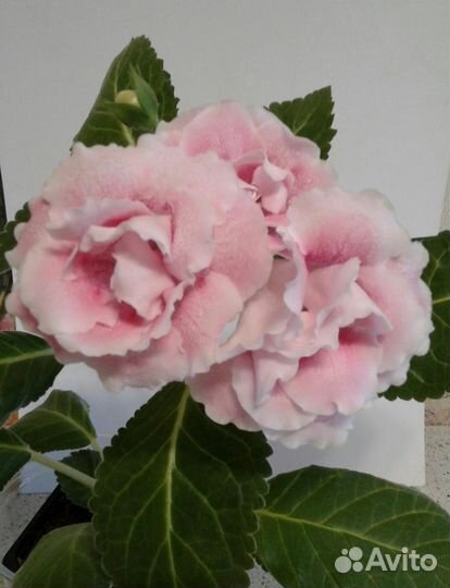 Глоксинии сортовые