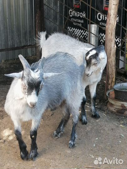 Козлята ламанча