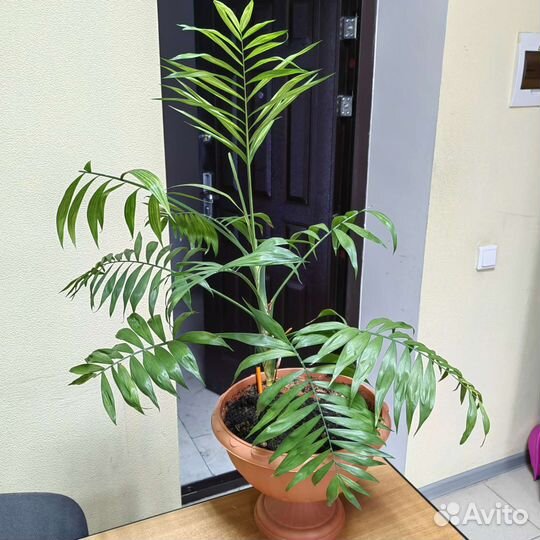 Цветок комнатный