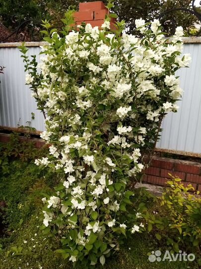 Жасмин махровый. Чибушник