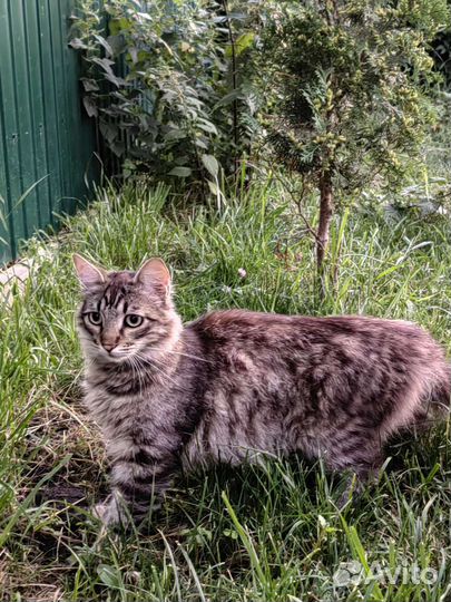 Кот в добрые руки