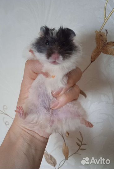 Сирийские ангорские хомяки, клетки, корм