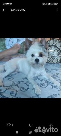 Йоркширский терьер вязка мальчик