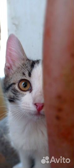 Милашка в добрые руки