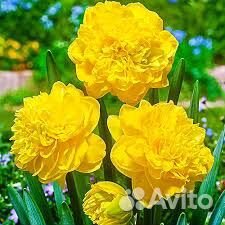 Нарцисс махровый Истертайд