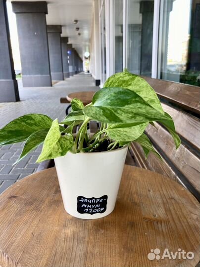 Красивые растения в кашпо