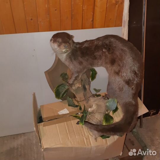 Чучело выдры