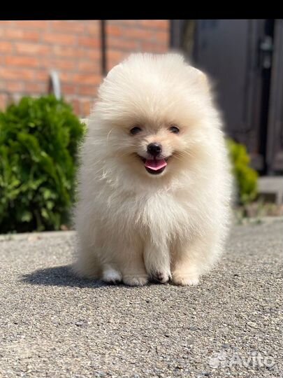 Померанский Шпиц Мини