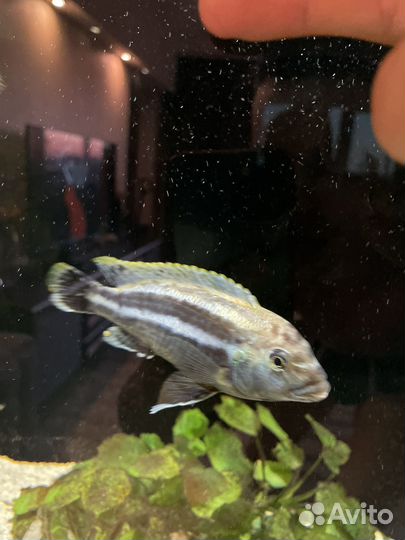 Рыбка Псевдотрофеус, 10 см