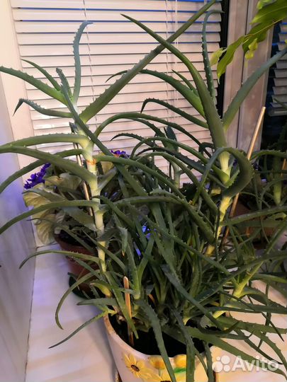 Алоэ лечебный (столетник) - детки, трехлетнее