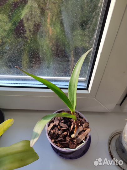 Орхидея дендробиум Кинга