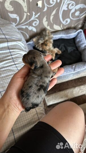 Щенки йорка мини беби фейс