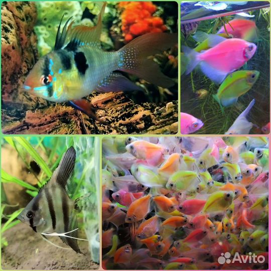 Рыбки Тернеции, Апистограмма Ремирези, Скалярии