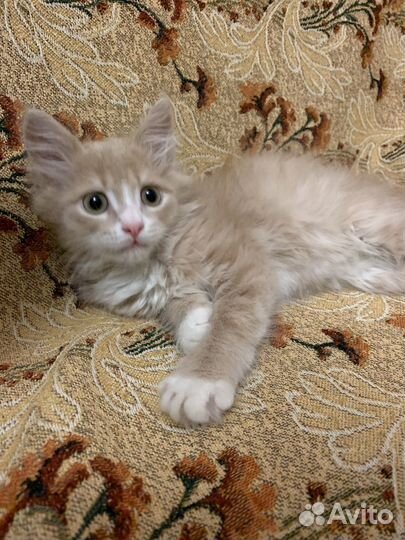 Кошка