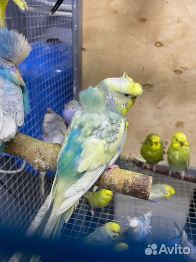 Попугай Хагоромо