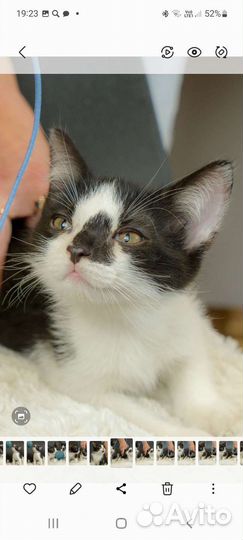 Котята бесплатно