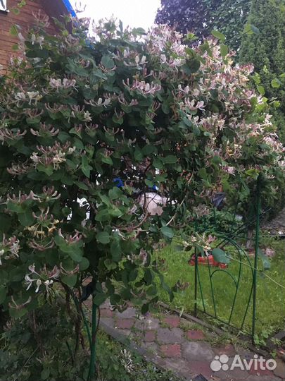 Жимолость каприфоль