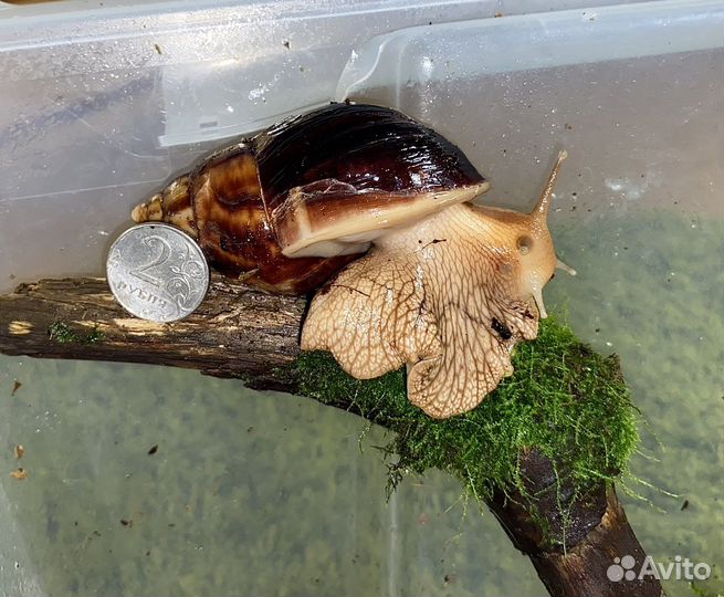 Улитки ахатина иммакулята,ретикулятта,цепея,хелекс