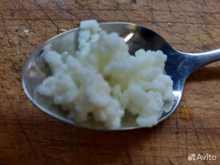 Молочный гриб