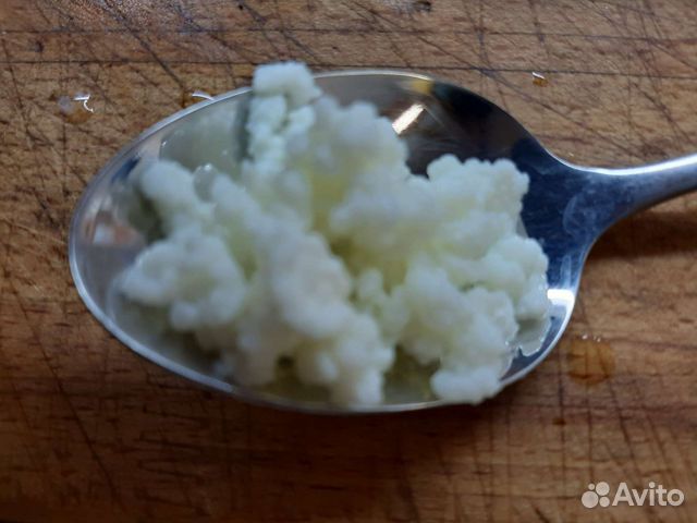 Молочный гриб