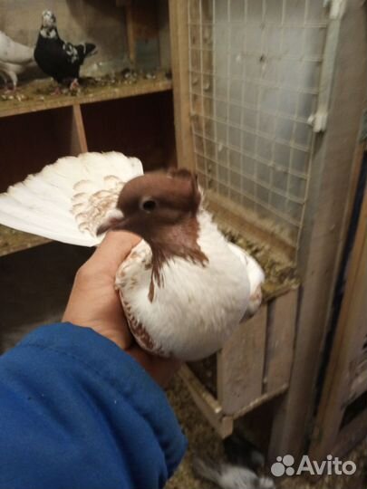 Голуби бойные бой присутствует