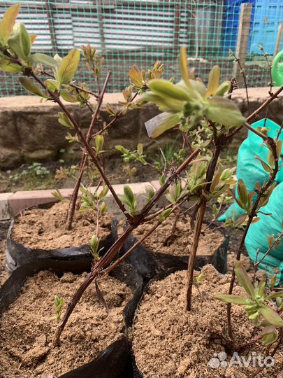 Саженцы жимолости