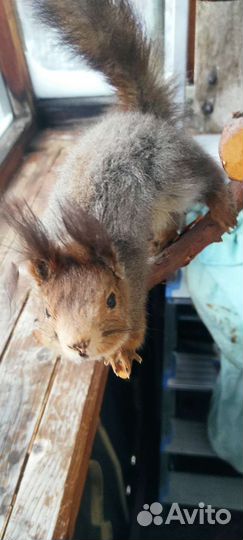 Чучело птицы белка и другие