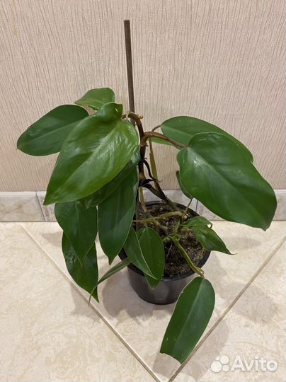 Филодендрон