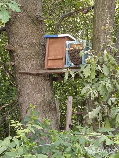 Ловушка для пчел