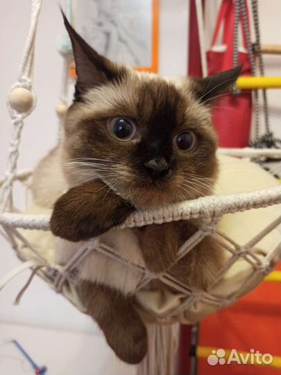 Гамак для кошек