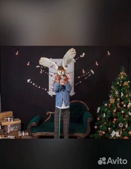 Аниматор с дрессированными животными, фото совы