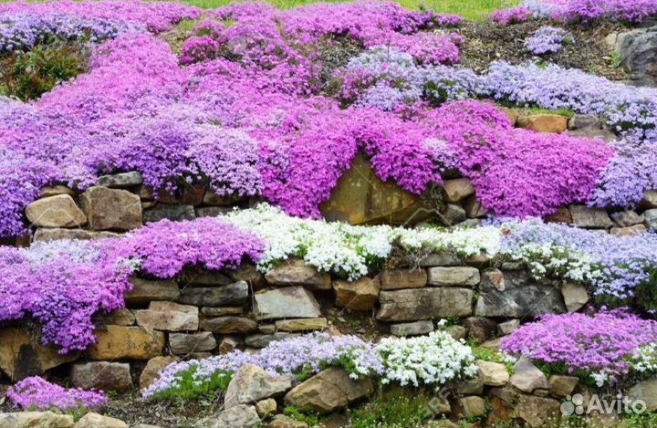 Флоксы шиловидные