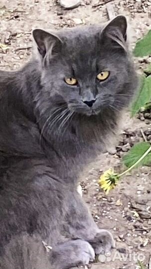 Бросили породистого шикарного красавца