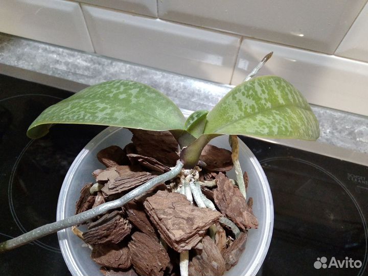 Орхидея фаленопсис Стюартиана (отцветашка)