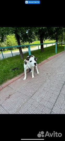 Собака в добрые руки
