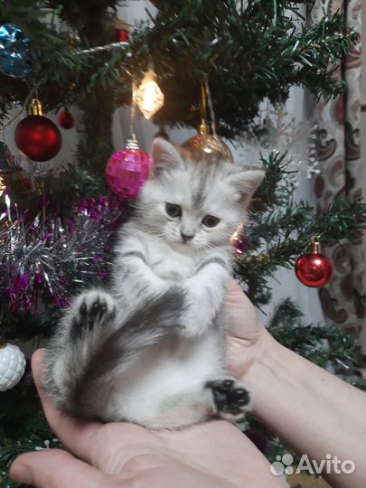 Шотландские-рождественские котята