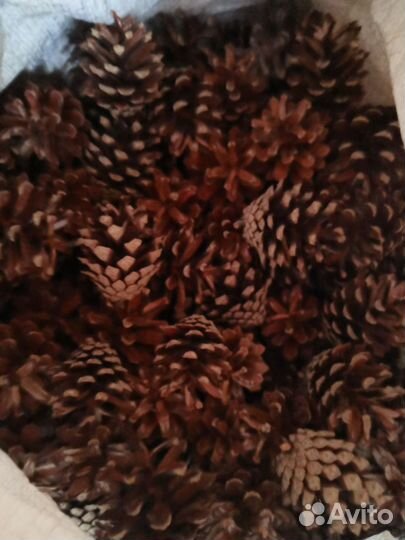 Шишки сосновые