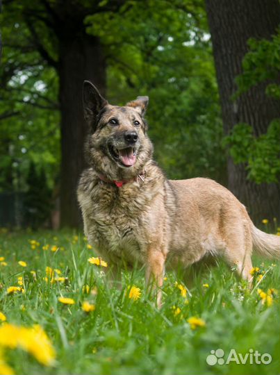 Чудесная Ева ищет дом