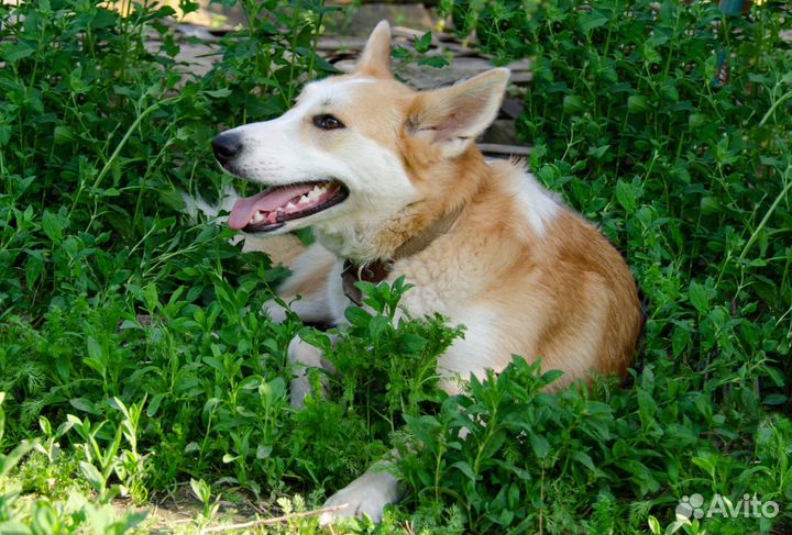 Привязали и ушли.собака в дар в добрые руки