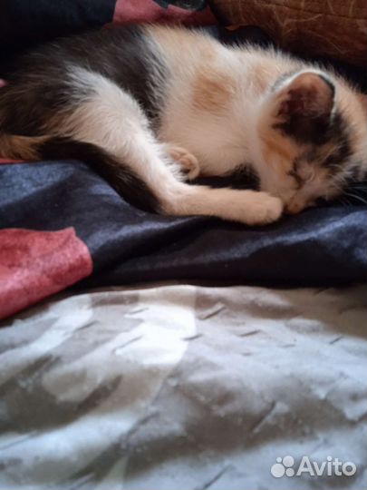 Кошки в добрые руки бесплатно