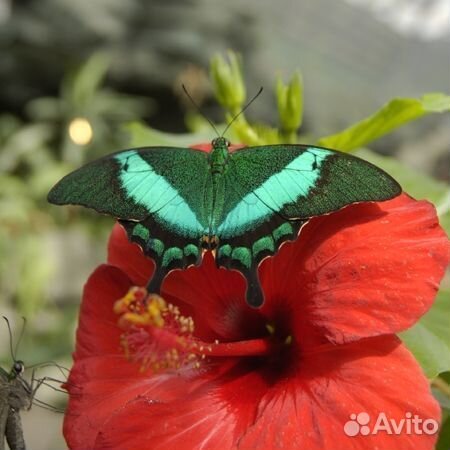 Живые Тропические Бабочки Подари Частичку Лета