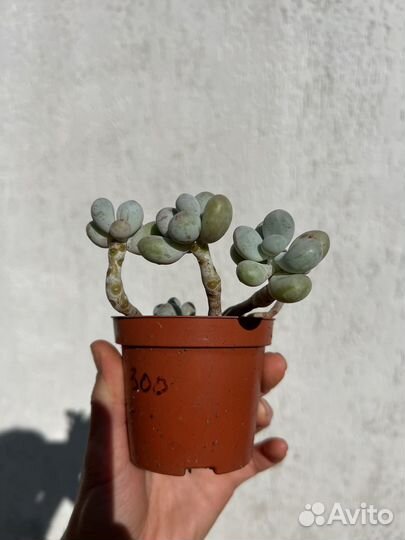 Суккуленты пахифитум эхеверия