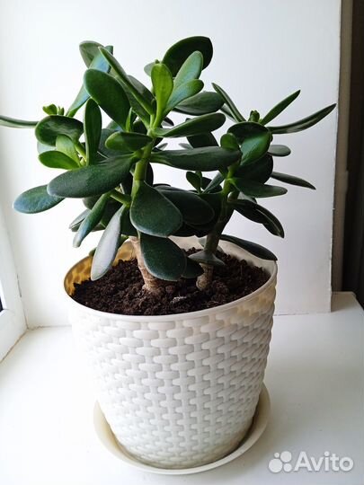 Толстянка, молочай, алоэ