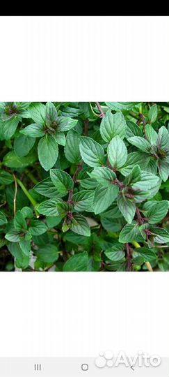 Мята, мелиса, душица, тархун, чабрец