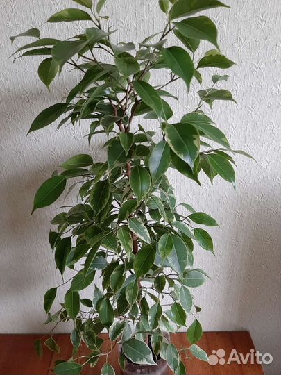 Фикус бенджамина пестролистный