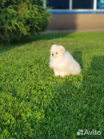 Девочка померанский шпиц