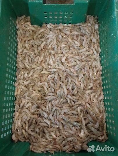 Креветка усик отварная крупная