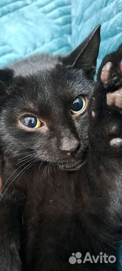 Чёрный чёрный котенок