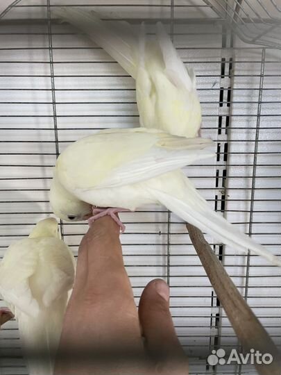 Попугай какарик белый